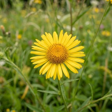 Fleabane Flowering Plant in the Daisy Family