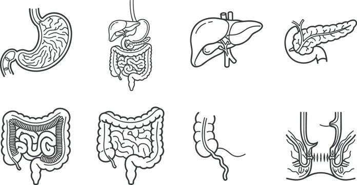 Human Digestive System and Gastrointestinal Tract Line Icon Set Featuring Stomach Cross Section Liver Pancreas Intestines Appendix and Hemorrhoid Anatomy Symbols