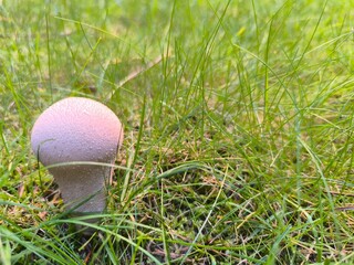 Single common puffball mushroom Lyc © marcin