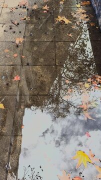 Wet autumn leaves on urban pavement