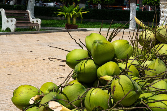 Vibrant Green Coconuts Piled in a Lush Park Setting, Surrounded by Lively Foliage and Urban Benches Under a Bright Sun
