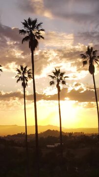 Aerial shot of dramatic clouds and the setting sun behind a row of palm trees. Los Angeles California. Vertical Video.