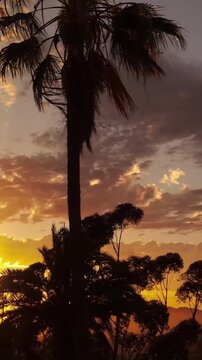Aerial shot of dramatic clouds and the setting sun behind a row of palm trees. Los Angeles California. Vertical Video.