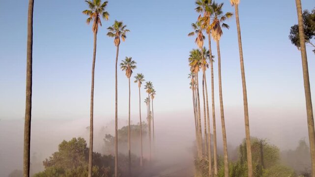Aerial shot of fog and the rising sun behind a row of palm trees. Los Angeles California.