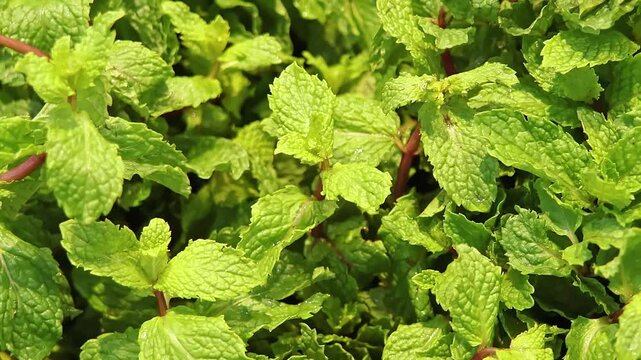 Fresh green herbs are displayed for sale in the produce section of a grocery store. Aromatic leaves are used in soups, salads and traditional cooking.