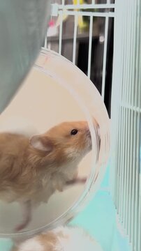 Close-Up of a Hamster Inside Its Pet Enclosure