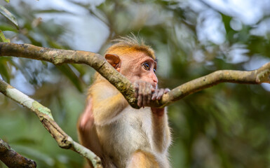 A young toque macaque (Macaca sinica) monkey sits on a tree branch in the forest. The juvenile monkey is surrounded by green foliage at Wilpattu National Park © nilanka