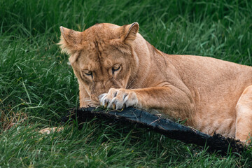 lion cub lying in the grass © AHMED