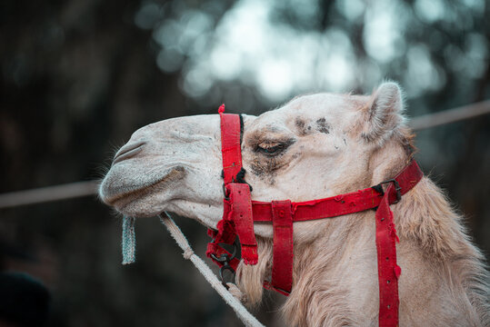 portrait of a camel in desert