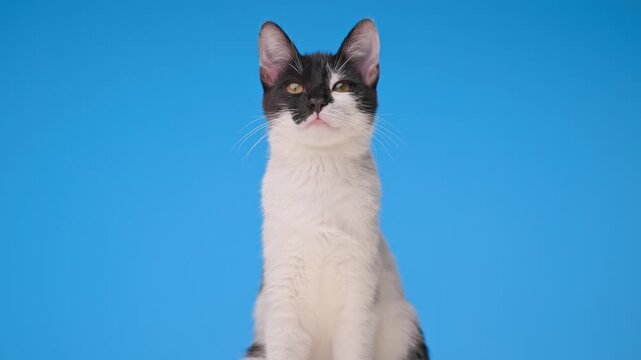 Adorable black white cat sitting looking up and looking forward on blue background