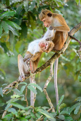 A toque macaque (Macaca sinica) monkey grooms a companion while sitting on a tree branch in the forest canopy of Wilpattu National Park. Natural social behavior and wildlife interaction © nilanka