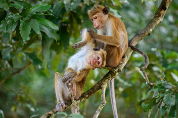 A toque macaque (Macaca sinica) monkey grooms a companion while sitting on a tree branch in the forest canopy of Wilpattu National Park. Natural social behavior and wildlife interaction © nilanka