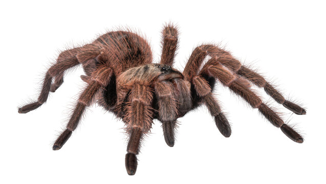 Furry brown tarantula spider with eight legs, isolated on transparent background