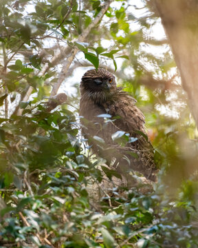 Brown Fish Owl photograph through dense foliage at Wilpattu National Park