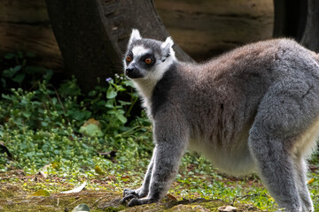 Fototapeta premium Ring-tailed Lemur (Lemur catta) Standing on Grass