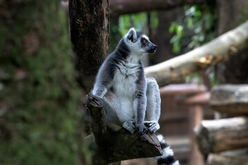 Fototapeta premium Ring-tailed Lemur (Lemur catta) Standing on Grass