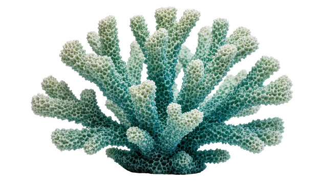 Blue-green branching coral structure with porous texture, isolated on transparent background