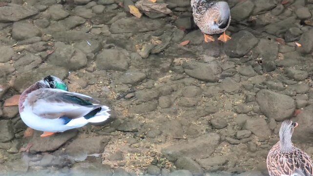 female mallard duck