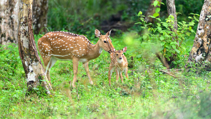 Fototapeta premium Mother deer with her young fawn standing together in the lush green forest of wilpattu national park, sri lanka