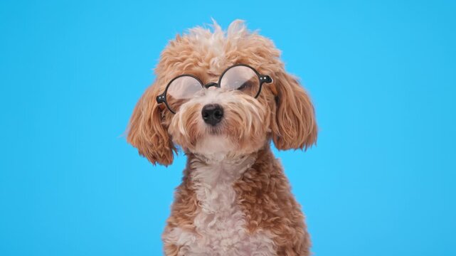 Side view of clever maltipoo dog wearing glasses turning head looking forward on blue background