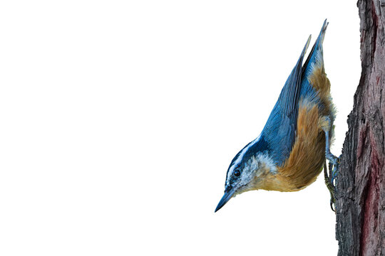Red--breasted Nuthatch (Sitta canadensis) Photo, Perched Over a Transparent Isolated PNG Background