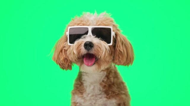 Stylish maltipoo puppy wearing sunglasses panting looking forward on green background