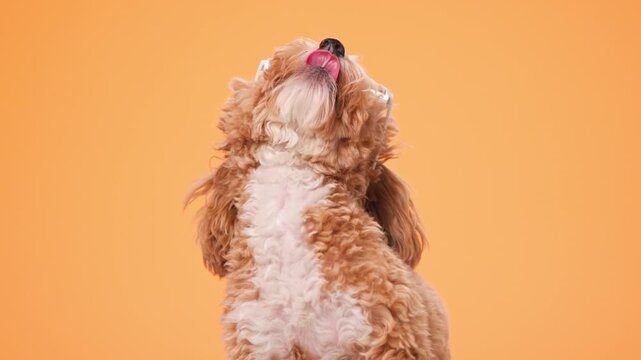 Funny maltipoo puppy wearing white sunglasses licking nose shaking head looking side and up on orange background