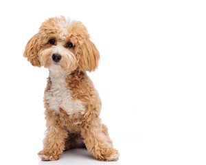 Adorable maltipoo dog sitting © Viorel Sima