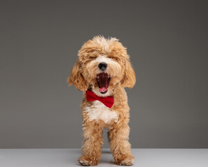 Dapper maltipoo dog with red bowtie yawning © Viorel Sima