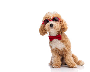 Fashionable maltipoo puppy sitting and looking forward © Viorel Sima