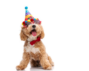 Festive maltipoo puppy wearing party accessories sitting and panting © Viorel Sima