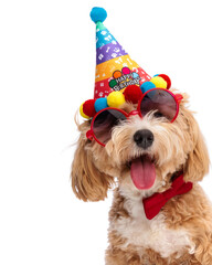 Happy maltipoo puppy sporting birthday accessories looking up © Viorel Sima