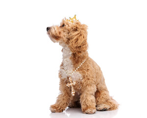 Regal maltipoo dog wearing crown and pearl cross necklace © Viorel Sima