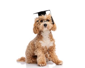Educated maltipoo puppy wearing graduation cap and glasses © Viorel Sima