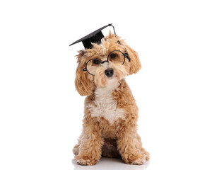 Clever maltipoo dog wearing graduation cap and glasses © Viorel Sima