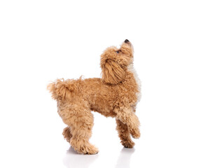Fototapeta premium Side view of maltipoo dog reaching up