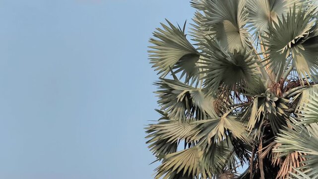 Bismarckia Fan Palm Tree Swaying in Breeze. Silver-blue Bismarck palm fronds gently sway against a clear sky background. 4k 60fps video. Nature background video.