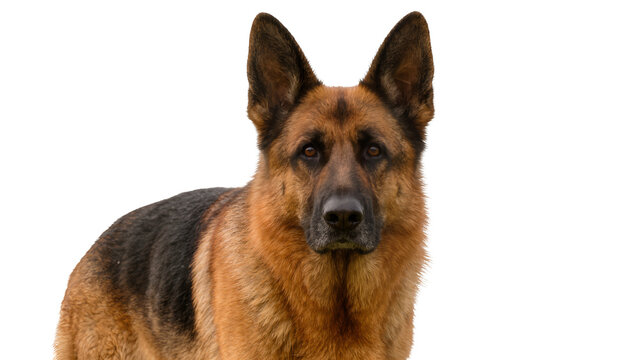 German Shepherd dog portrait alert expression, isolated on transparent background