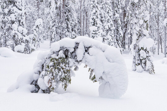 Landschaft im Winter mit Wald und viel Schnee in &Auml;k&auml;slompolo, Finnland