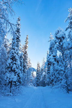 Landschaft im Winter mit Wald und Weg in &Auml;k&auml;slompolo, Finnland