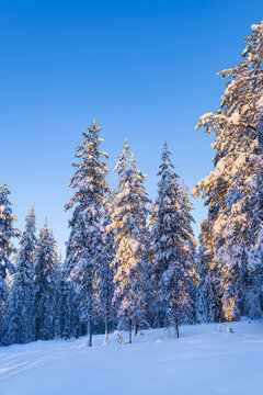 Landschaft im Winter mit Wald im Abendlicht in &Auml;k&auml;slompolo, Finnland