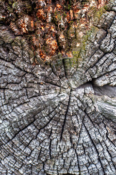 Extreme close-up full frame shot of an old weathered tree log cut with detailed cracked wood texture, annual rings, and moss. Natural rustic background.