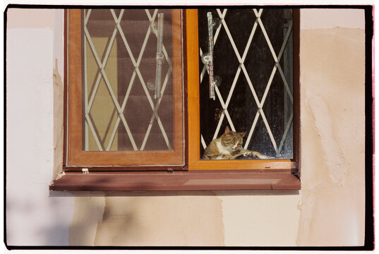 Cat resting on a windowsill in a house during daylight