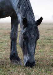 Portrait of a Grey Horse © Simonetta