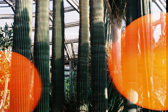 Towering Cacti in Glass Greenhouse on 35mm Film