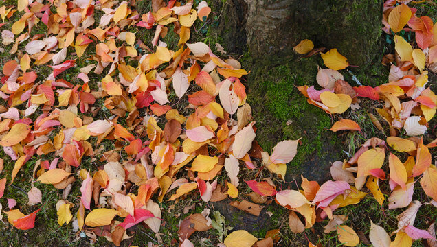 Weiches warmes Licht am Morgen im Oktober, der Herbst beginnt, buntes Laub in der Wiese