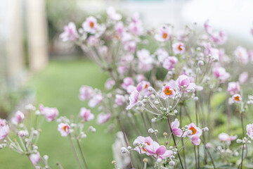 Obraz premium Soft focus close-up of delicate light pink Japanese anemone flowers blooming in garden. Beauty of nature, floral fragility, tranquility, aesthetic of spring. Natural backgrounds.