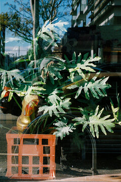 Artful Display of Leaves Behind a Glass Window