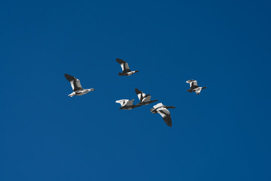 Flock of Geese in Blue Sky