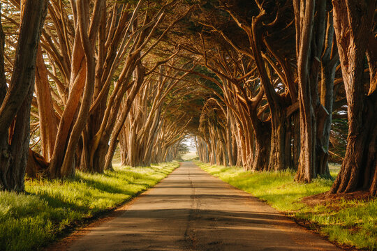 Cypress Tree Tunnel Road
